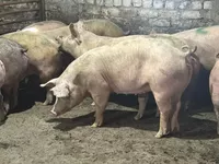 логотип КФХ ВОЗРОЖДЕНИЕ