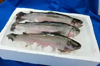 логотип Krasnogor Fish