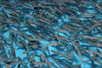 логотип ДОНСКАЯ ФОРЕЛЬ