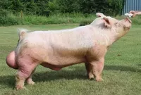 логотип Слоян Мишик Романович 