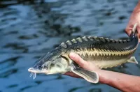 логотип Ивкин Алексей Леонидович