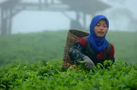 логотип ООО ТРЕАЛ