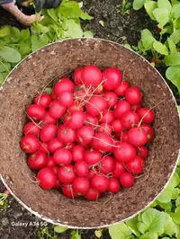 Логотип компании "Харченко Сергей Сергеевич"